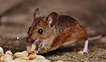 24 Hour & Emergency Exterminators in Ibm Corp, AZ